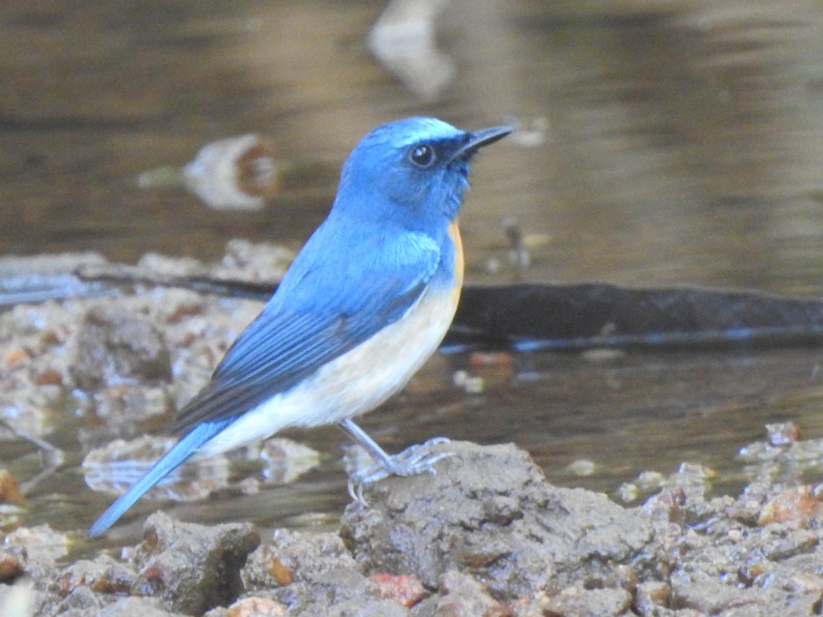 नीले गले वाला फ्लाईकैचर